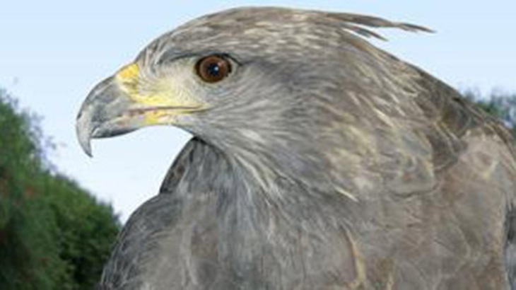 Proyecto Águila del Chaco: cómo se protege al ave rapaz más grande del país